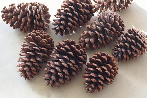 まつぼっくり 松ぼっくり,木の実,植物の写真素材