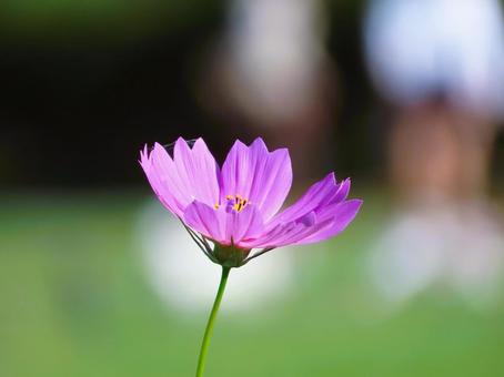 コスモス コスモス コスモス,可愛い,綺麗の写真素材