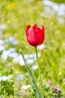 Crimson tulips blooming in the spring meadow, JPG Crimson tulips blooming in the spring meadow, JPG