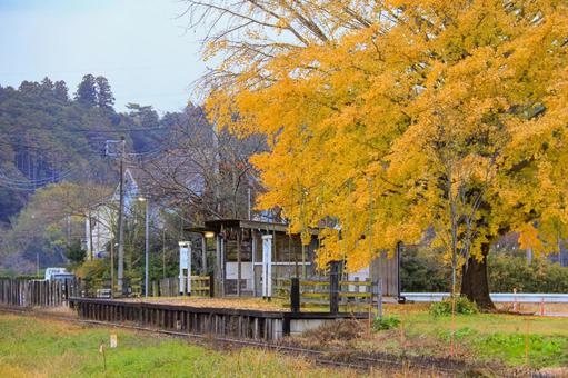 銀杏 銀杏,紅葉,秋の写真素材