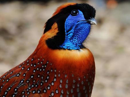 珍鳥ベニジュケイ ベニジュケイ,珍鳥,動物園の写真素材