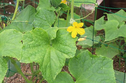 キュウリの花 キュウリの花 キュウリ,野菜,夏野菜の写真素材
