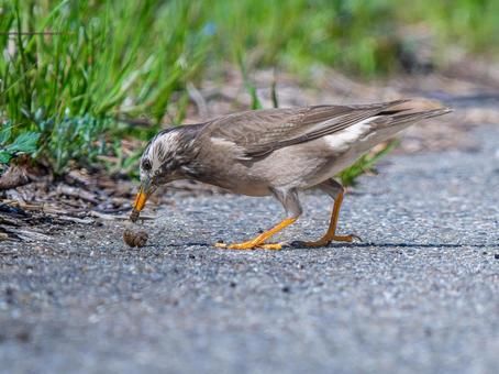 カタツムリを食べるムクドリ カタツムリを食べるムクドリの写真