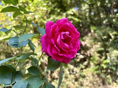 Photo, rose, a vine, maria callas, 