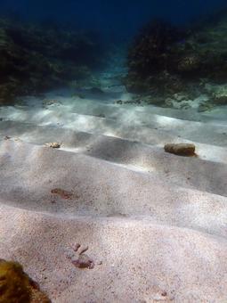 海底の景色 海底の景色の写真