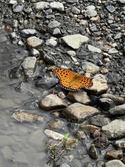 ミドリヒョウモン ミドリヒョウモン,蝶,チョウチョの写真素材