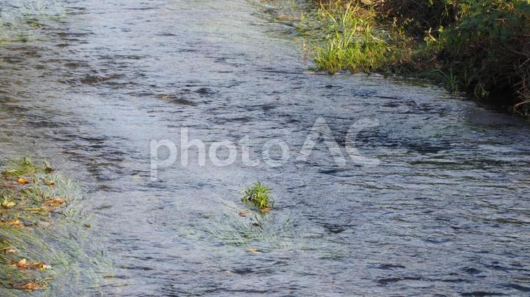 落合川の清らかな流れと水草・東京都東久留米市 落合川,清らかな,流れの写真素材