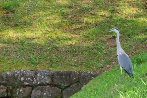 アオサギ2 アオサギ2 アオサギ,鳥,野鳥の写真素材