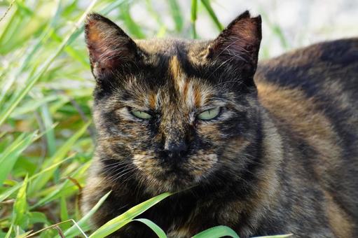 ねこ ねこの写真