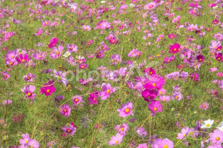 コスモス畑／埼玉県蓮田市 コスモス,ピンク,コスモス畑の写真素材