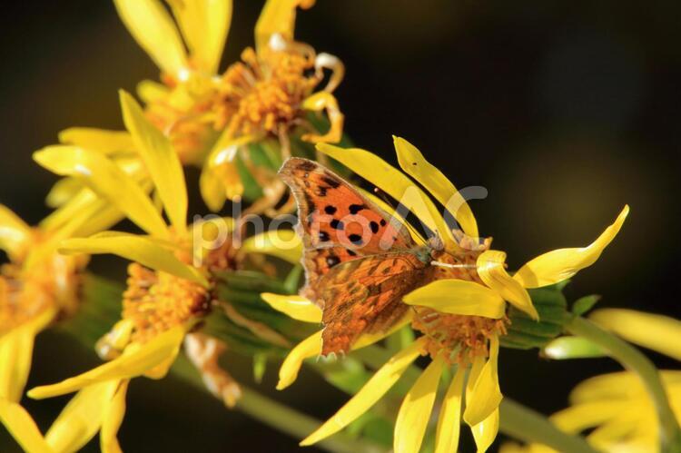 ツワブキの花と蝶 かわいい,ちょう,チョウの写真素材