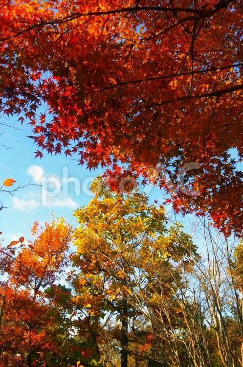 京都の紅葉と秋の空 イチョウ,紅葉,もみじの写真素材
