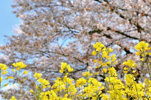 菜の花と桜 菜の花と桜 菜の花,黄色,春の写真素材