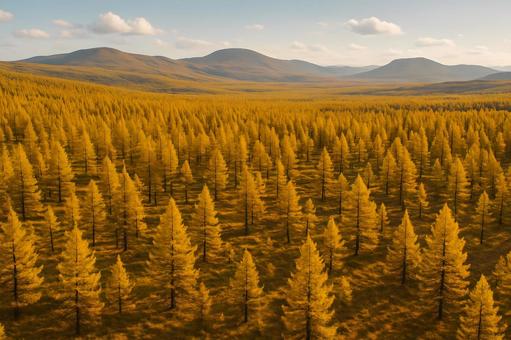 落葉松の黄金原の写真