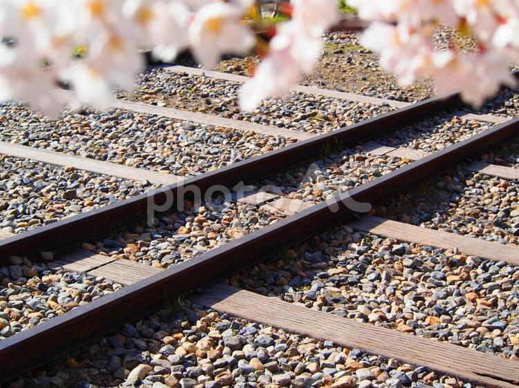 轍と桜 桜,春,轍の写真素材