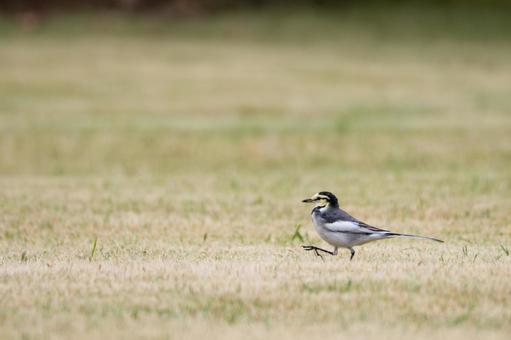 ハクセキレイ⒀の写真