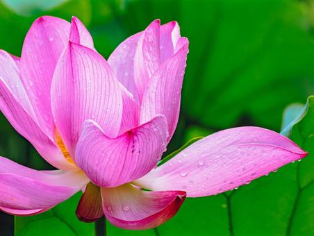 Photo, ancient lotus, lotus, lotus flower, 