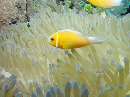 グアムのハナビラクマノミ グアムのハナビラクマノミ ハナビラクマノミ,クマノミ,グアムの写真素材