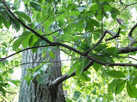 Photo, wood, natural, green, 