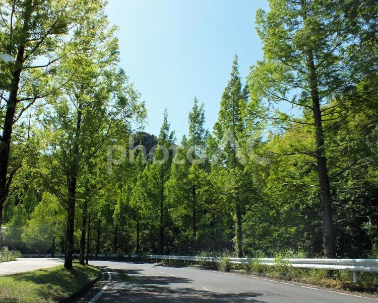 心が洗われる爽やかな風景 新緑,グリーン,街路樹の写真素材