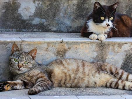 朝食後にまったりしている野良猫さんです。 朝食後にまったりしている野良猫さんです。 猫,野良猫,地域猫の写真素材