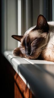 Cat taking a nap on the windowsill, cat, sleep, nap, JPG