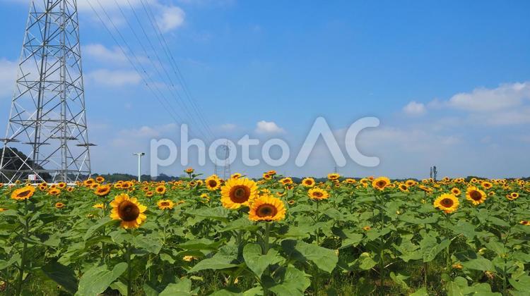 佐倉ふるさと広場・向日葵畑＆鉄塔・佐倉市 夏,ひまわり,佐倉ふるさと広場の写真素材