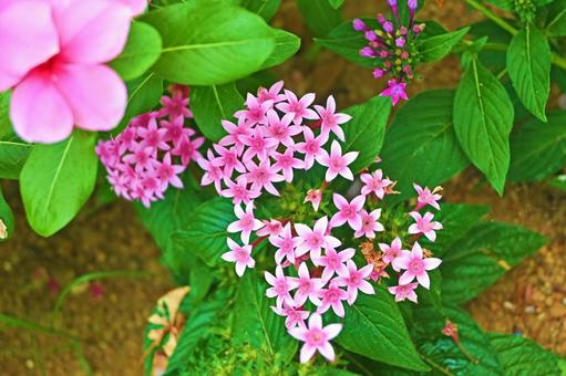ピンクのペンタスの花 ピンクのペンタスの花の写真