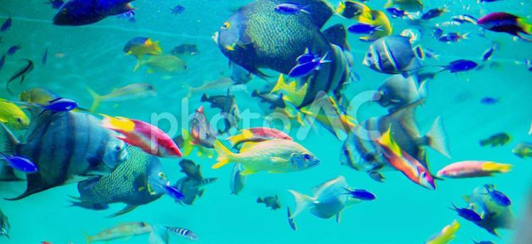 鮮やかな熱帯魚たち 熱帯魚,カラフル,夏の写真素材