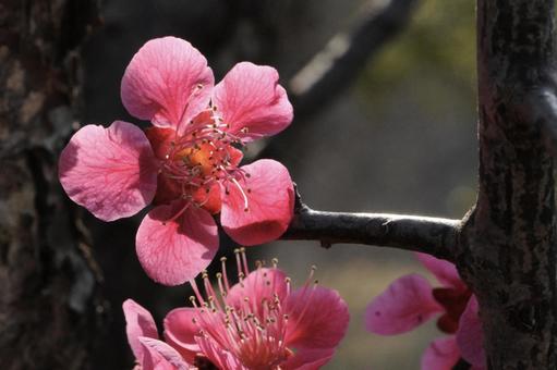 Photo, flower, red plum, winter, 