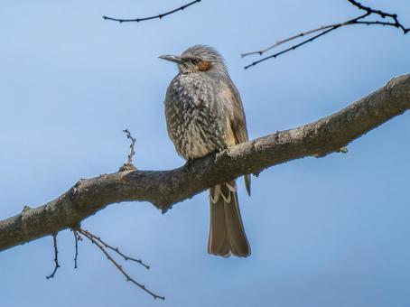 枝にとまるヒヨドリ 枝にとまるヒヨドリ ヒヨドリ,野鳥,鳥の写真素材