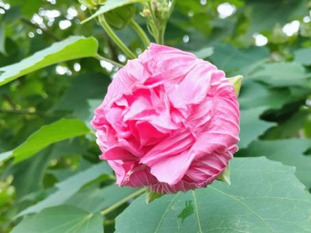 赤くしぼんだ花びらのスイフヨウ 花,酔芙蓉,赤の写真素材