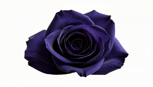 深紫の薔薇 クローズアップ(背景透過) 深紫の薔薇 クローズアップ(背景透過)の写真