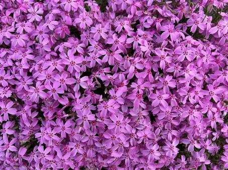 花畑 花畑,芝桜,カラフルの写真素材