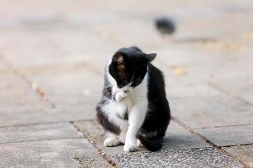 野良猫 野良猫の写真