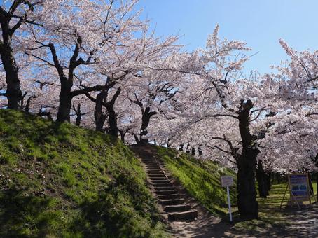 五稜郭公園の桜 五稜郭公園の桜の写真