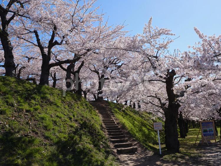 五稜郭公園の桜 ソメイヨシノ,染井吉野,五稜郭の写真素材