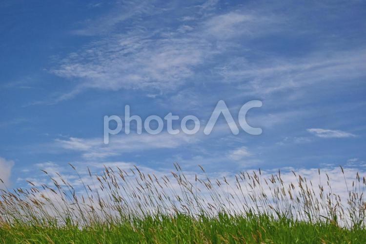 清々しい空と土手上の草 空,青空,青い空の写真素材