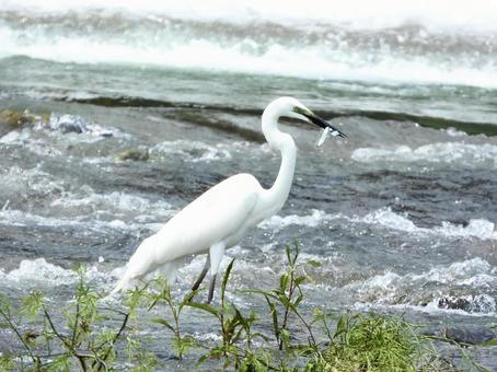 2匹の魚を咥える白鷺の写真