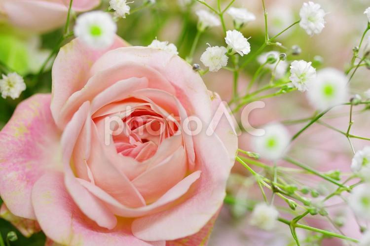 薔薇　バラ　花 薔薇,バラ,ピンクの花の写真素材