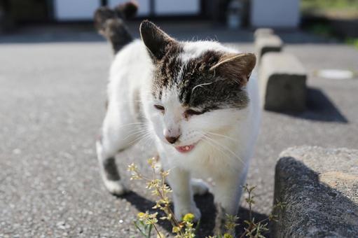 アスファルトの駐車場にいる猫 アスファルトの駐車場にいる猫の写真