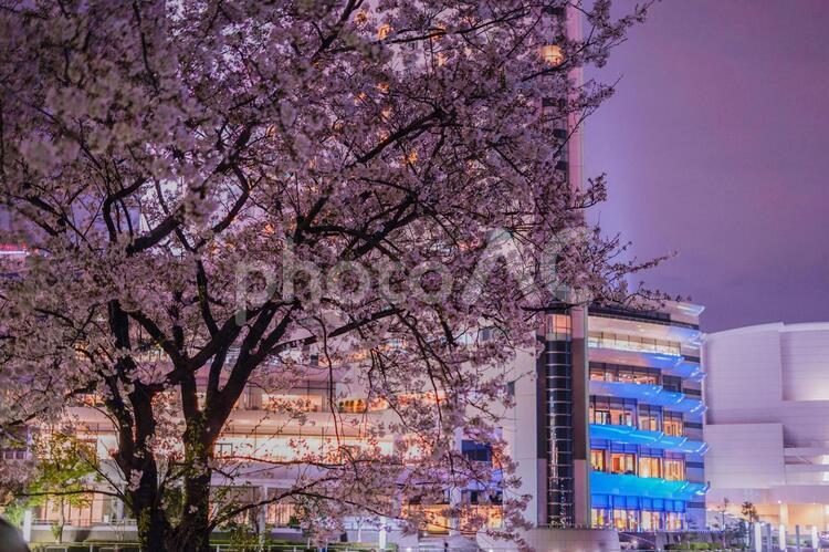 満開の夜桜とみなとみらいの夜景 横浜みなとみらい,夜桜,桜の写真素材