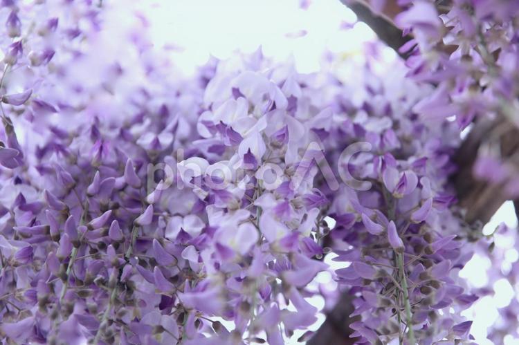 藤の花のクローズアップ 藤棚,ふじ棚,フジの写真素材