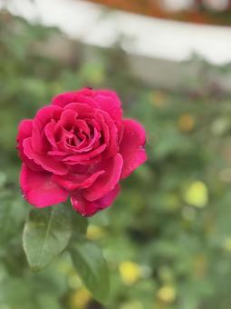 真っ赤な薔薇 バラ,ローズ,roseの写真素材