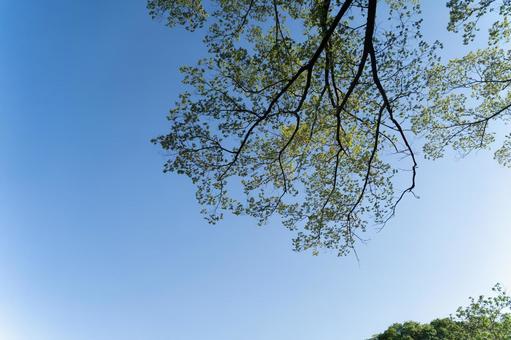 青空に伸びる初夏の若葉の枝① 青空に伸びる初夏の若葉の枝① 青空,新緑,木の写真素材