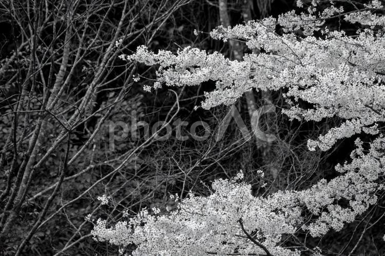 満開の桜 桜,可憐,愛らしいの写真素材
