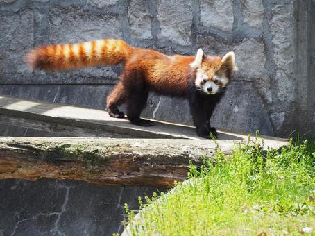 レッサーパンダ 動物園 レッサーパンダ 動物園の写真