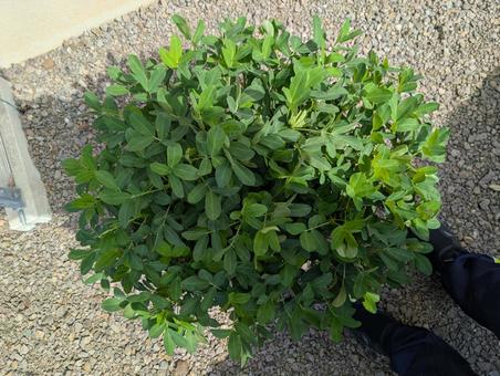 落花生 落花生 落花生,緑色,植物の写真素材