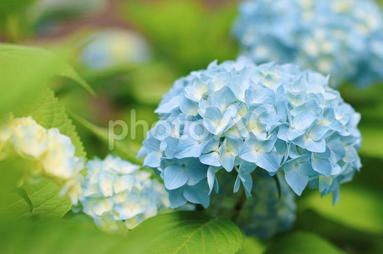 晴れている日　美しい紫陽花 紫陽花,アジサイ,あじさいの写真素材