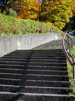 森の公園の階段 公園,階段,秋の写真素材